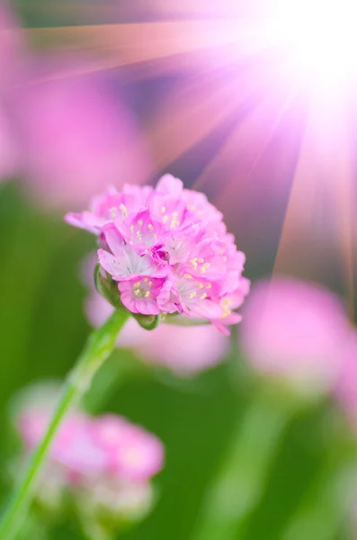 粉红色的小花 — 图库照片