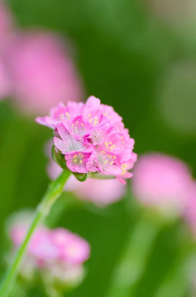 Pequeña flor rosa — Foto de Stock