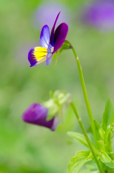 Pequeño fower —  Fotos de Stock