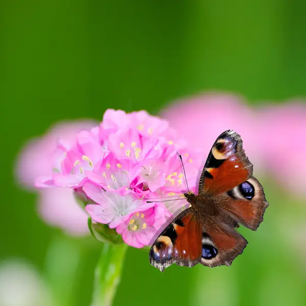 小小的粉红色的花和蝴蝶 — 图库照片