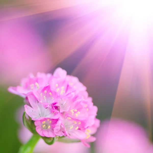 Little pink flower — Stock Photo, Image