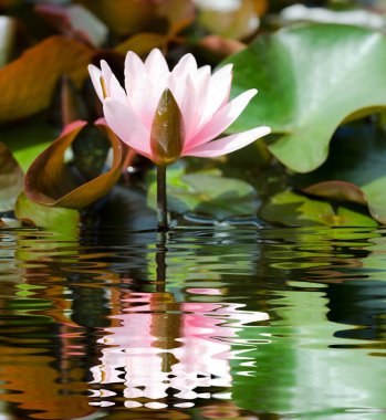 Lotus çiçeği arka plan