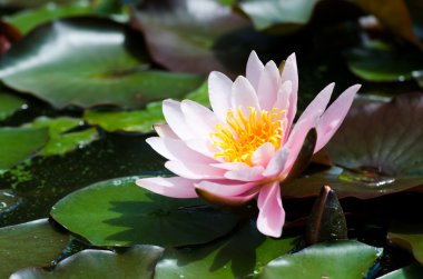 Lotus çiçeği arka plan