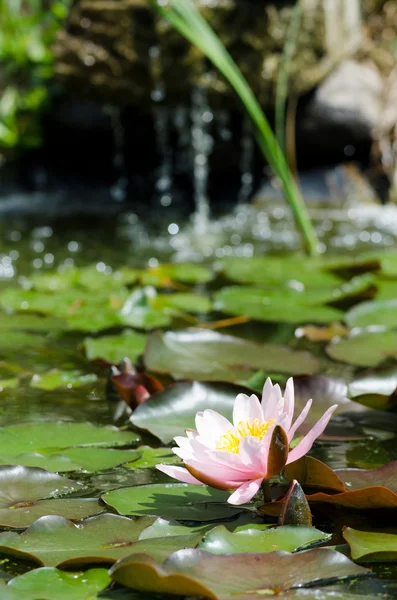 Water lily background — Stock Photo, Image