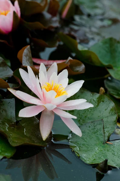 Water lily background — Stock Photo, Image