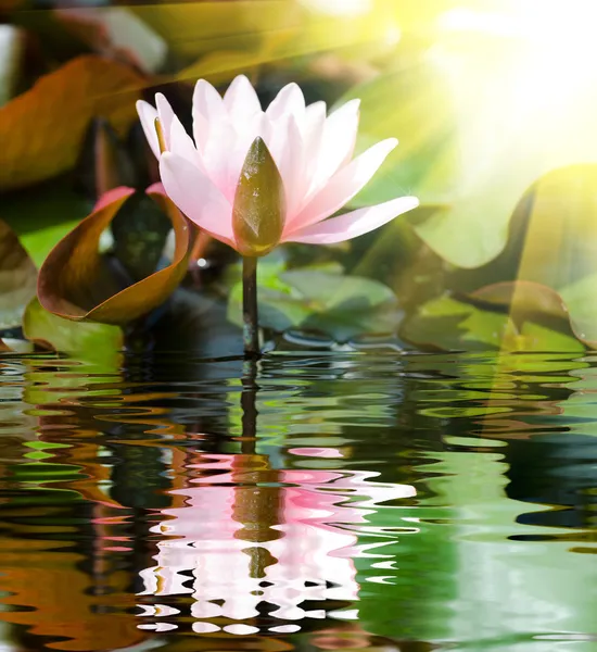 Nenuphar Pictures Nenuphar Stock Photos Images Depositphotos