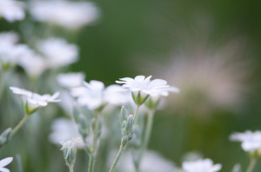 beyaz çiçekler arka plan