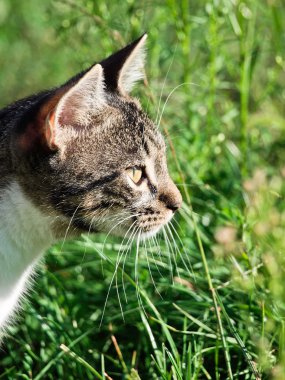 küçük kedi