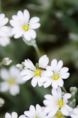 beyaz çiçekler arka plan