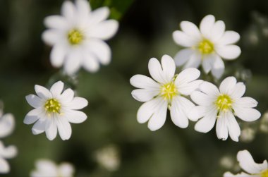 beyaz çiçekler arka plan