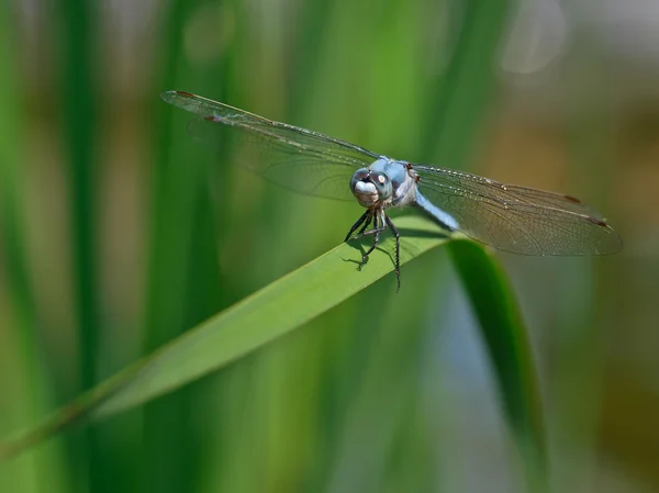 Libelle — Stockfoto