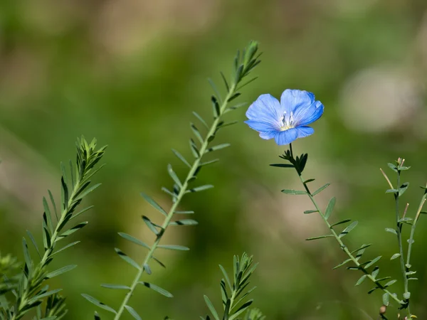 Pequeña flor azul —  Fotos de Stock