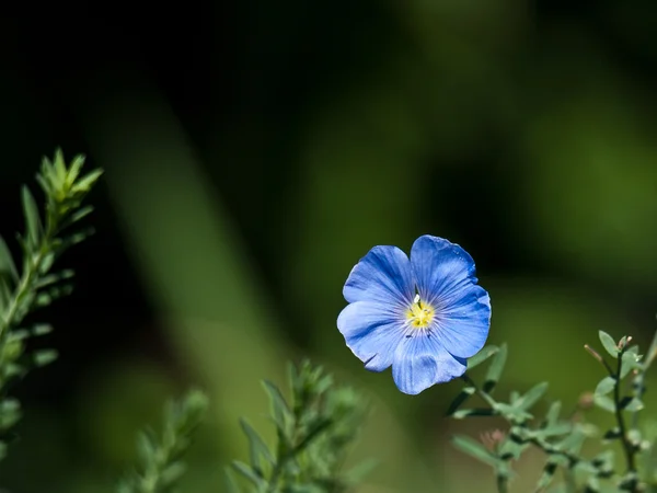 Mały niebieski kwiat — Zdjęcie stockowe
