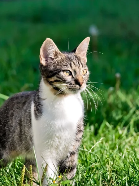 Kleine Katze — Stockfoto