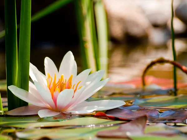 Lotus çiçeği arka plan