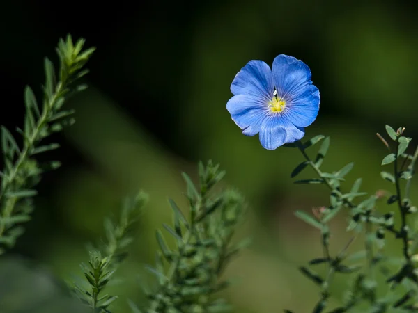 Blaue Blume — Stockfoto