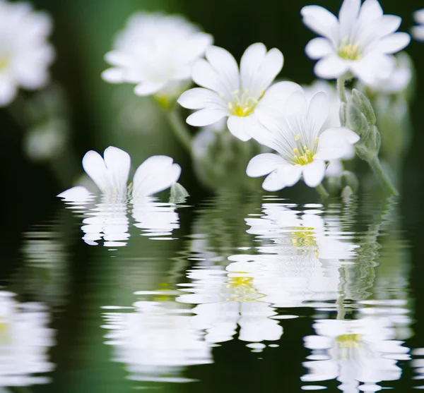 白色的花背景 — 图库照片