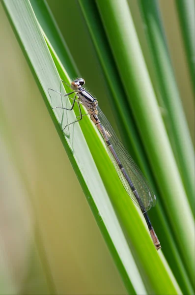 Libelle — Stockfoto