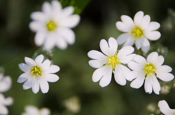 白色的花背景 — 图库照片