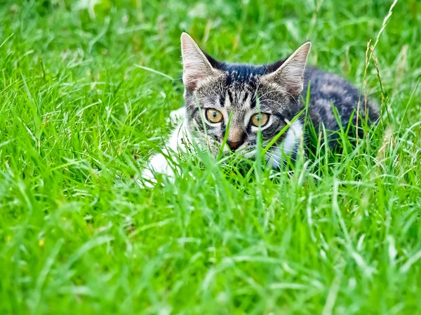 Pequeño gato —  Fotos de Stock