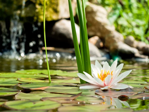 Water lily achtergrond — Stockfoto