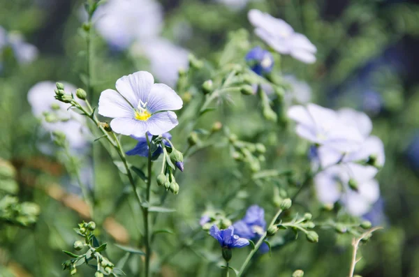 Flores azules —  Fotos de Stock