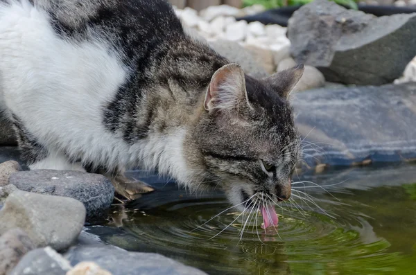 小さな猫 — ストック写真