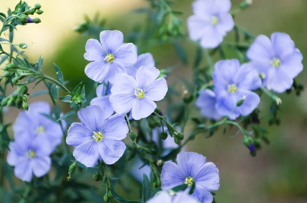 Flores azules —  Fotos de Stock