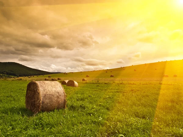 Hay bales on field background — Stock Photo, Image