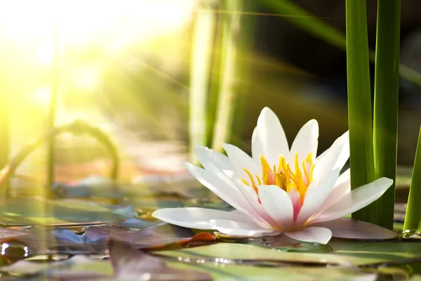 Water lily background — Stock Photo, Image