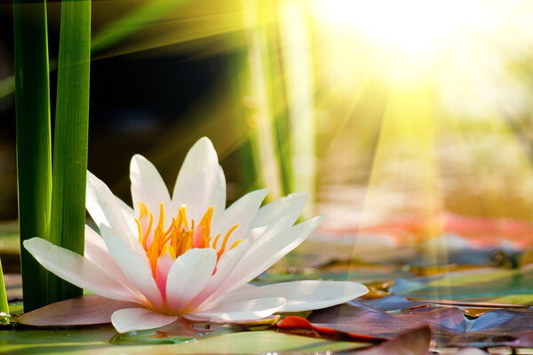 Water lily background