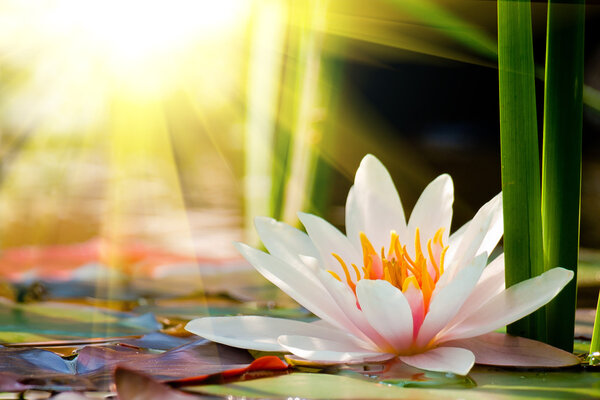 Water lily background