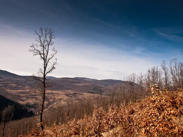 Pozadí lesa — Stock fotografie