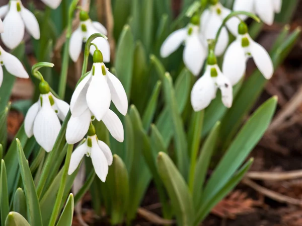 Sneeuwklokje — Stockfoto