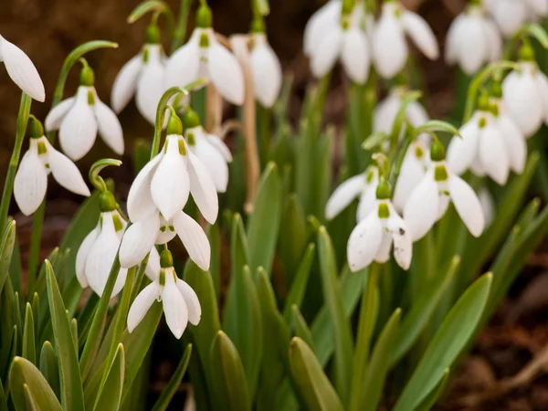 Snowdrop — Stock Photo, Image