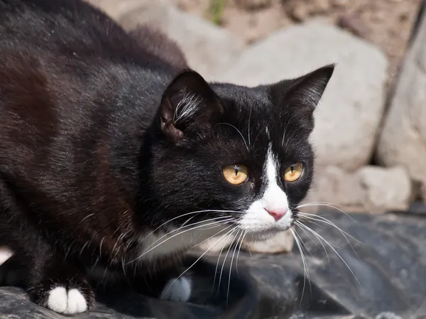 Küçük siyah kedi. — Stok fotoğraf