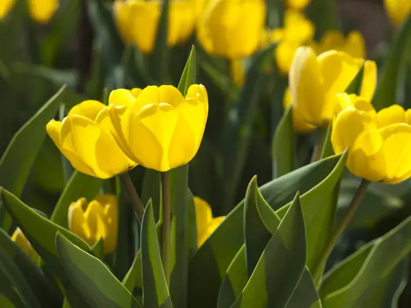 Tulipanes amarillos —  Fotos de Stock