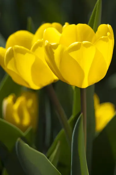 Tulipanes amarillos —  Fotos de Stock