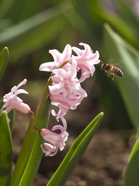 Pink hyacinth background — Stockfoto