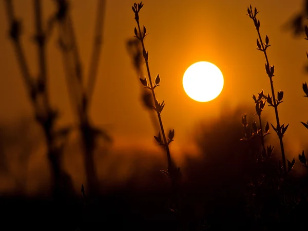 Sunset background — Stock Photo, Image