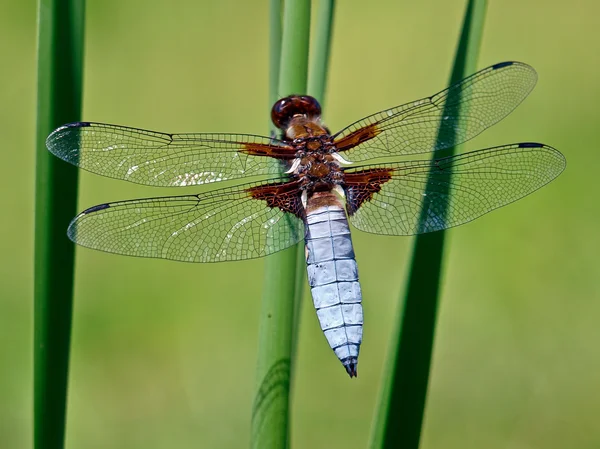 Libelle — Stockfoto