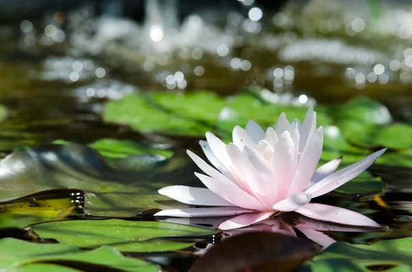 Lotus çiçeği arka plan — Stok fotoğraf