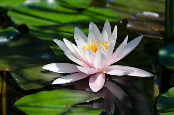 Lirio de agua — Foto de Stock