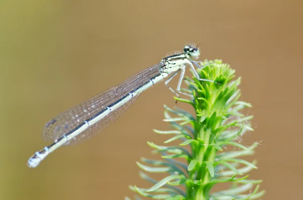 Libelle — Stockfoto