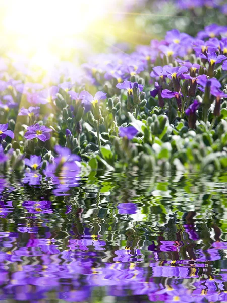 Flores azules — Foto de Stock