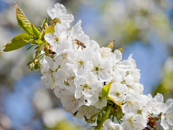 Kirschblüte — Stockfoto