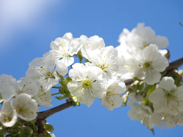 Flor de cereza —  Fotos de Stock