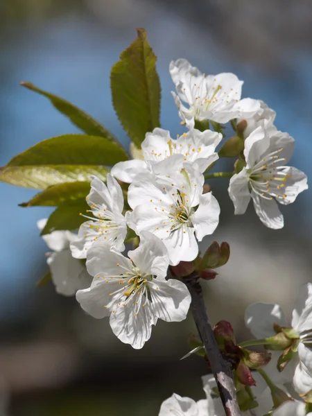 Kirschblüte — Stockfoto