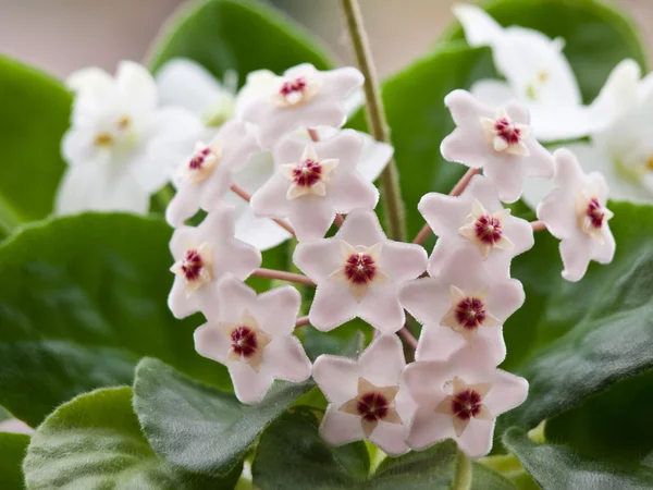 Flor de cera y violeta blanco — Foto de Stock