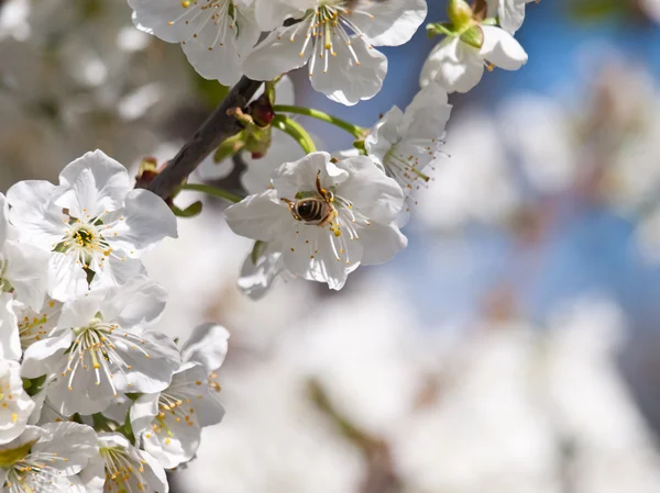 Cherry flower — Stock Photo, Image